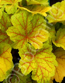 Heuchera 'Electra'